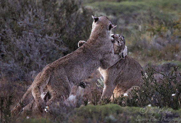 256 Pumas or Cougars (Puma concolor) - Patagonia Chile