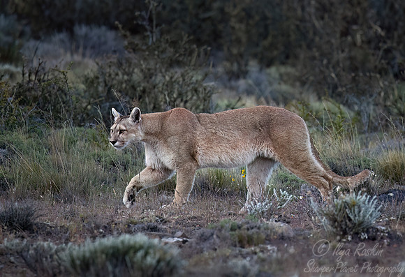 255 Puma or Cougar (Puma concolor) - Patagonia Chile