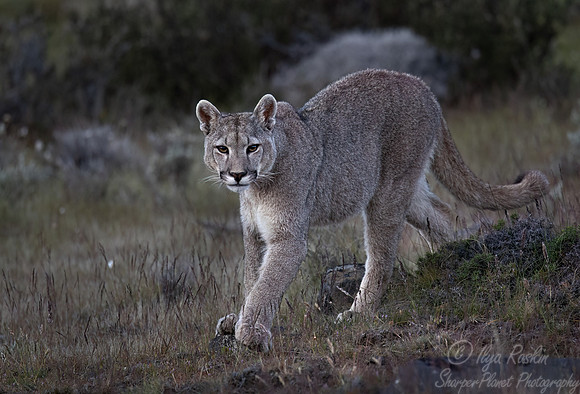 257 Puma or Cougar (Puma concolor) - Patagonia Chile