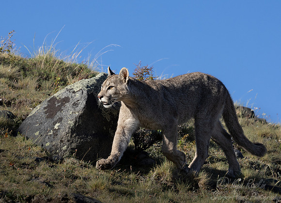 260 Puma or Cougar (Puma concolor) - Patagonia Chile