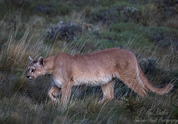 258 Puma or Cougar (Puma concolor) - Patagonia Chile