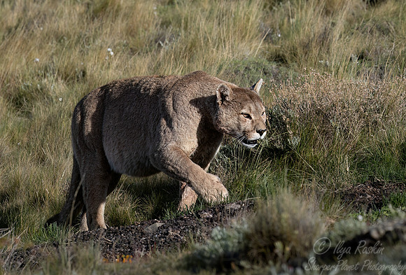 261 Puma or Cougar male (Puma concolor) - Patagonia Chile