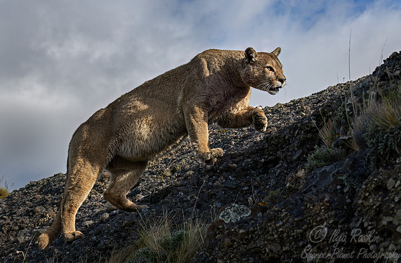 262 Puma or Cougar male (Puma concolor) - Patagonia Chile