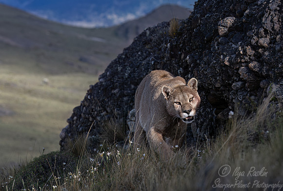263 Puma or Cougar male (Puma concolor) - Patagonia Chile