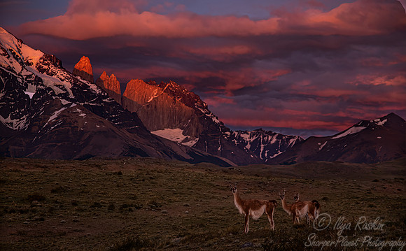 238 Guanaco (Lama guanicoe) Patagonia Chile