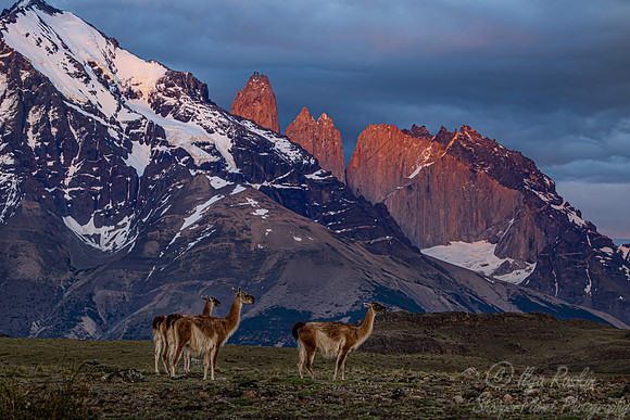 240 Guanaco (Lama guanicoe) Patagonia Chile