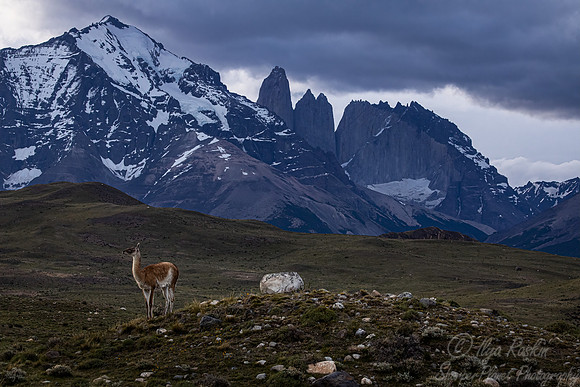 239 Guanaco (Lama guanicoe) Patagonia Chile
