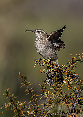 297 Scaly-throated earthcreeper (Upucerthia dumetaria) - Patagonia Chile
