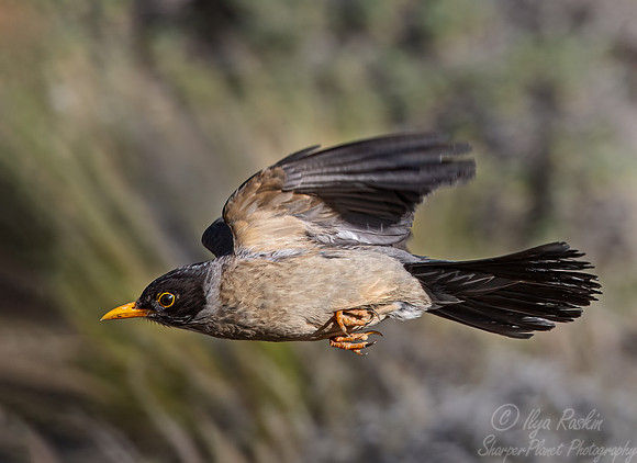 296 Austral thrush (Turdus falcklandii) - Patagonia Chile