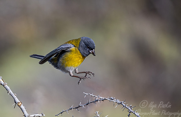 295 Grey-hooded sierra finch (Phrygilus gayi) - Patagonia Chile