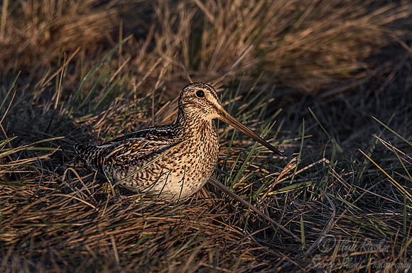 299 Magellanic snipe (Gallinago magellanica) - Patagonia Chile
