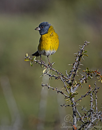 294 Grey-hooded sierra finch (Phrygilus gayi) - Patagonia Chile