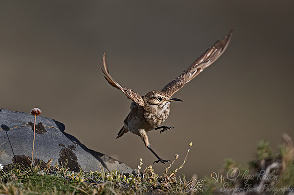 292 Common miner (Geositta cunicularia) - Patagonia Chile