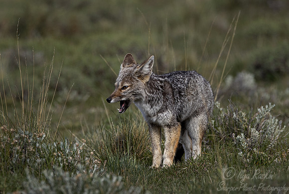 394 South American gray fox (Lycalopex griseus) - Patagonia Chile