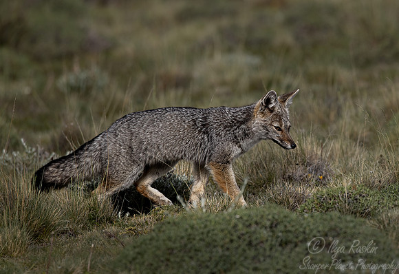 395 South American gray fox (Lycalopex griseus) - Patagonia Chile