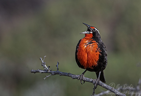 293 Long-tailed meadowlark (Leistes loyca) - Patagonia Chile