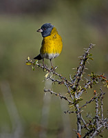 2022 Chile Patagonia Other Animals and Landscapes