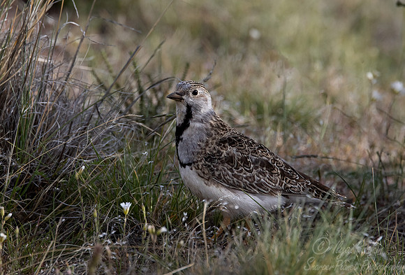 298 Least seedsnipe (Thinocorus rumicivorus) - Patagonia Chile