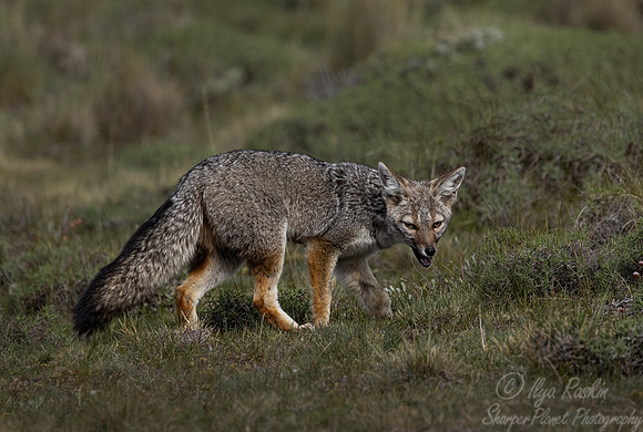 393 South American gray fox (Lycalopex griseus) - Patagonia Chile