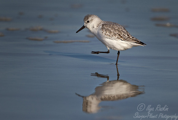 125 Semipalmated Sandpiper (Calidris pusilla) - NC