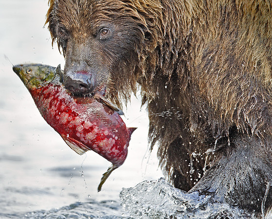 024 Brown Bear (Ursus arctos) - Kamchatka Russia