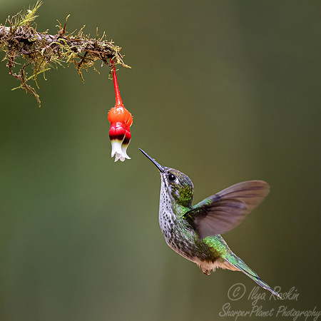 461 White-booted racket-tail female (Ocreatus underwoodii) - Colombia cloud forest
