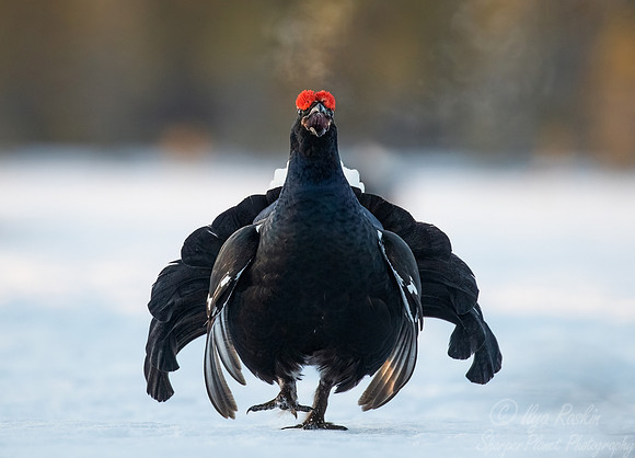 027 Black grouse (Lyrurus tetrix) - Finland