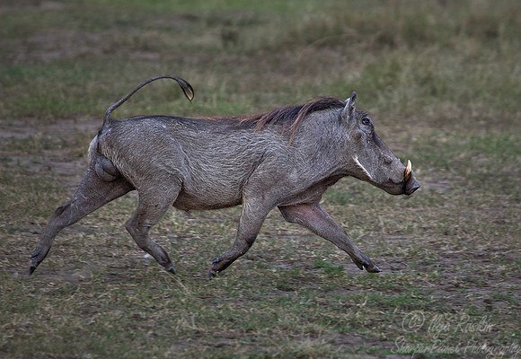 112 Common Warthog (Phacochoerus africanus) - Masai Mara Kenya