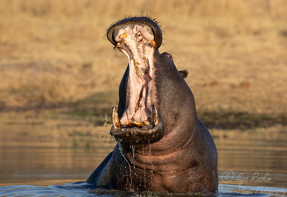 404 Hippopotamus (Hippopotamus amphibius) - Botswana