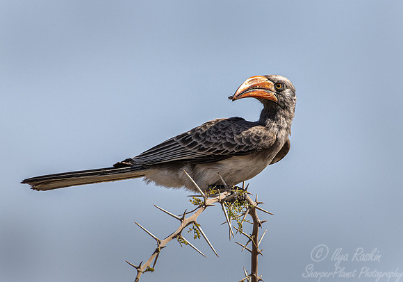 206 African grey hornbill (Lophoceros nasutus) - Botswana
