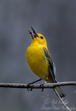 141 Prothonotary warbler (Protonotaria citrea) - SC