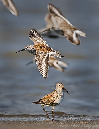 068 Dunlin - DE