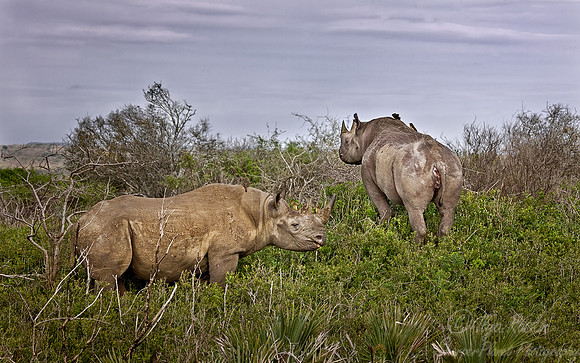046_Black Rhinoceroses_South Afirca