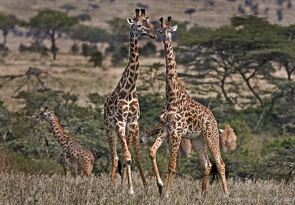 066_Giraffes_Tanzania