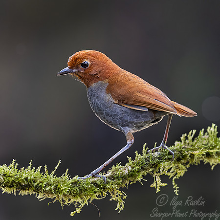 600 Bicolored antpitta (Grallaria rufocinerea) - Colombia cloud forest