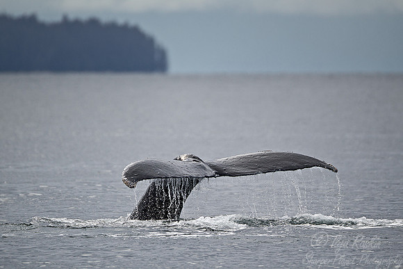 089 Humpback whale (Megaptera novaeangliae) - AK