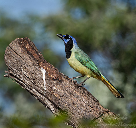 113 Green jay (Cyanocorax luxuosus) - TX