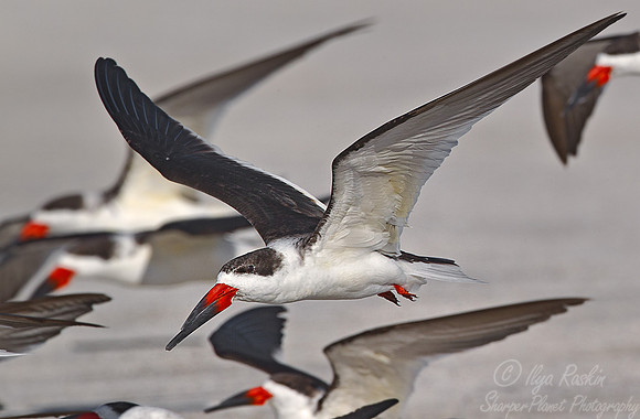134 Black Skimmer (Rynchops niger) FL