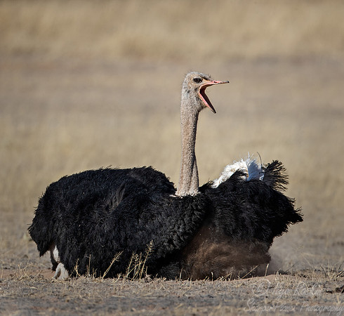 158 South African ostrich (Struthio camelus australis) - Kgalagadi Transfrontier Park SA