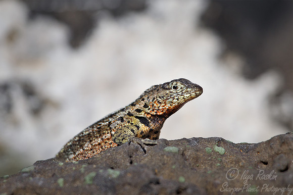 052 Galapagos Lava Lizard - Galapagos Ecuador
