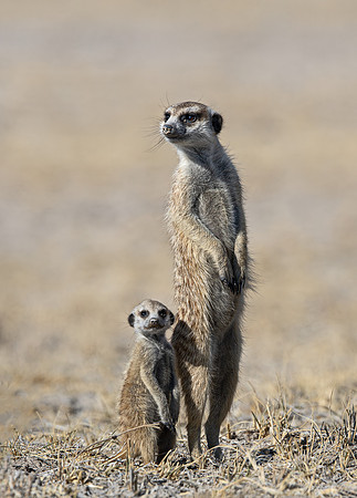 248 Meerkats or suricates (Suricata suricatta) - Botswana