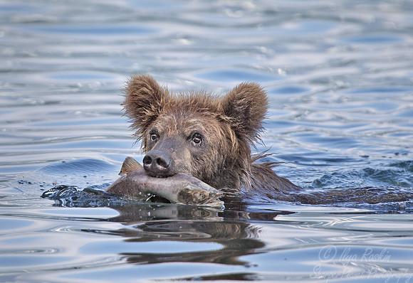 030 Brown Bear (Ursus arctos) - Kamchatka Russia