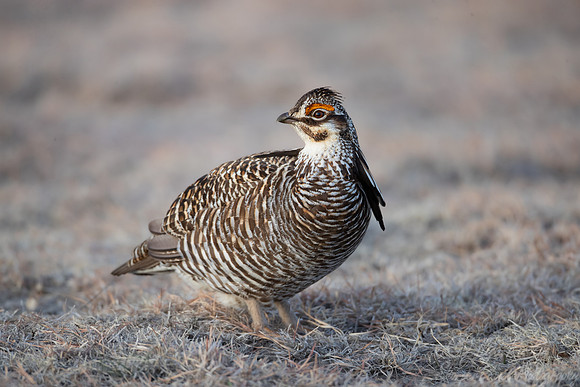 027 Greater prairie chicken (Tympanuchus cupido) - CO