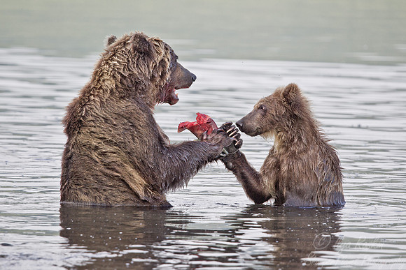 029 Brown Bear (Ursus arctos) - Kamchatka Russia