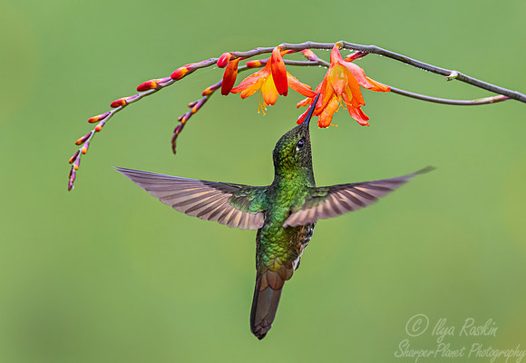 493 Buff-tailed coronet (Boissonneaua flavescens) - Colombia cloud forest