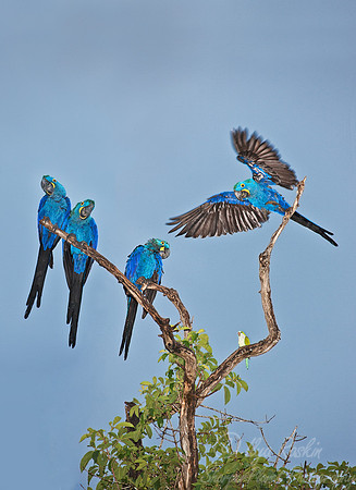 004 Hyacinth macaws and Monk parakeet - Pantanal Brazil