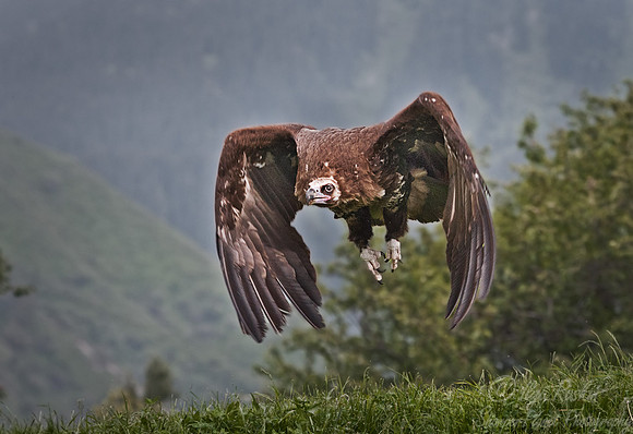 051 Cinereous Vulture  (Aegypius monachus) - Kazakhstan