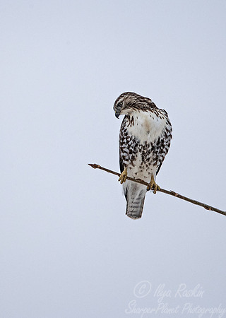 383 Red-tailed hawk (Buteo jamaicensis) - NY