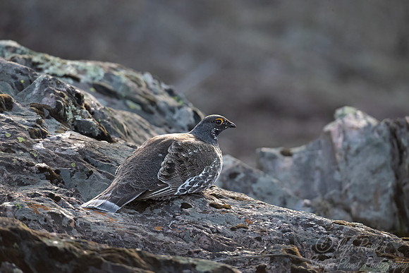 100 Dusky grouse (Dendragapus obscurus) - CO