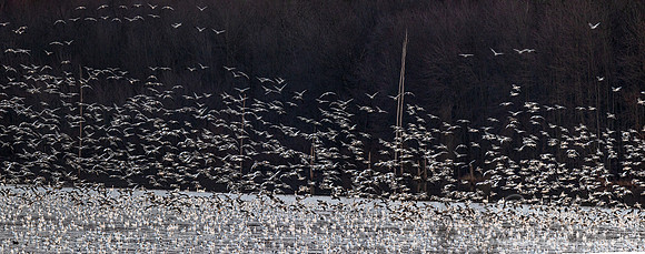302 Snow geese (Anser caerulescens) - PA